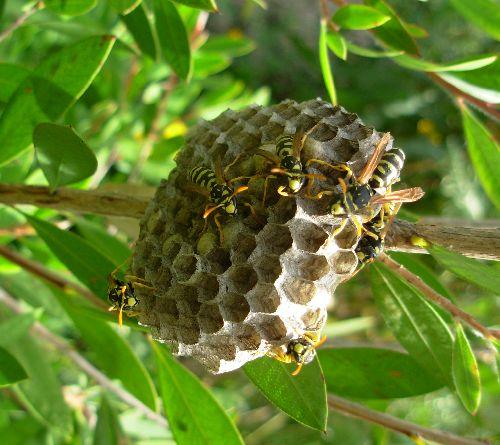 Polistes dominula