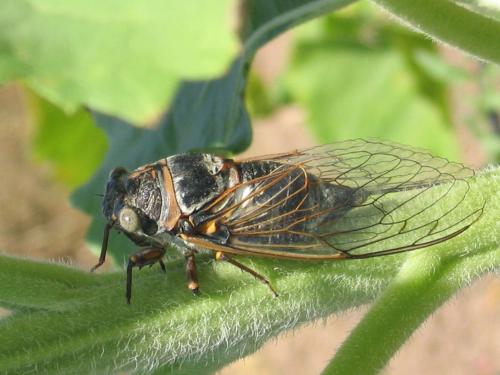 Lyristes plebejus