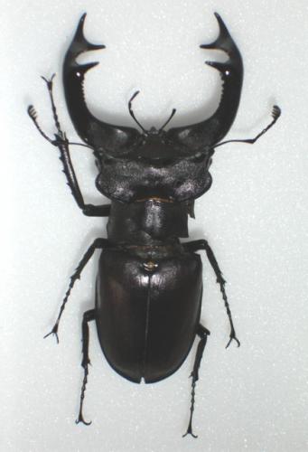 Lucanus cervus