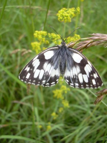 Melanargia galathea