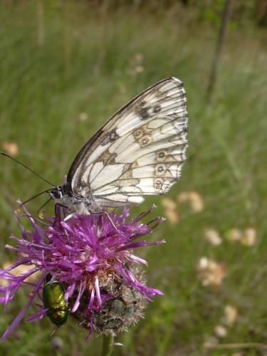 Melanargia galathea