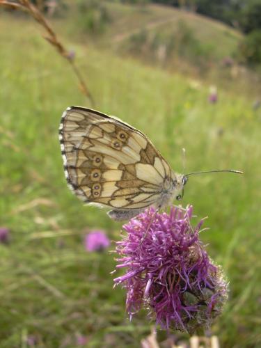 Melanargia galathea