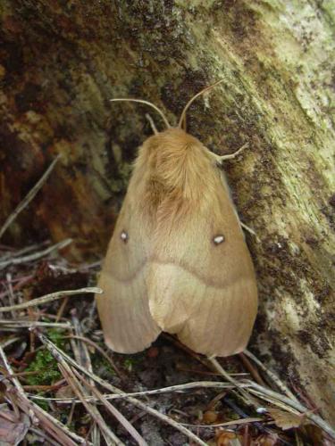 Lasiocampa quercus
