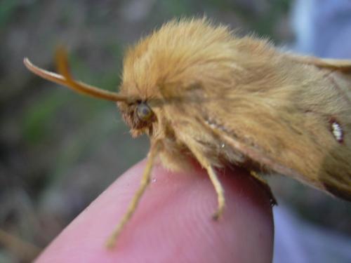 Lasiocampa quercus