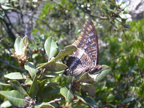 Charaxes jasius