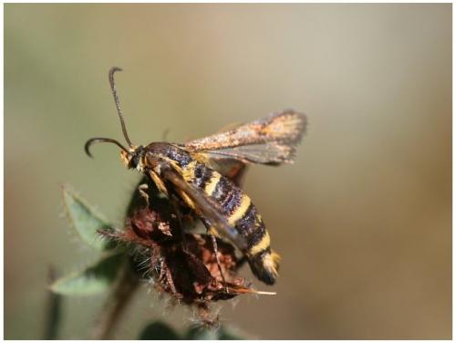 Bembecia iberica