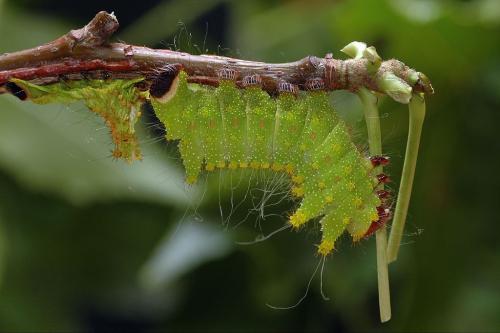 Actias maenas