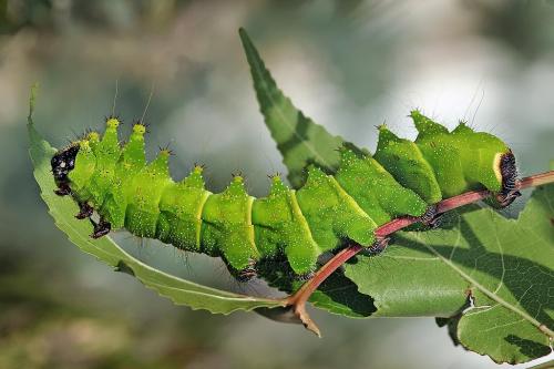 Actias maenas