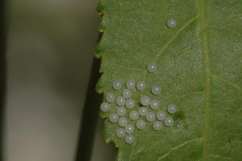 Phragmatobia fuliginosa