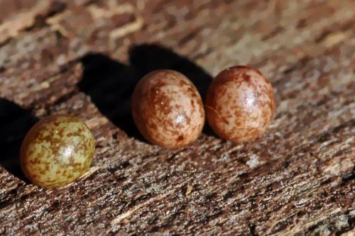 Réf. 12 925 : Lasiocampa quercus