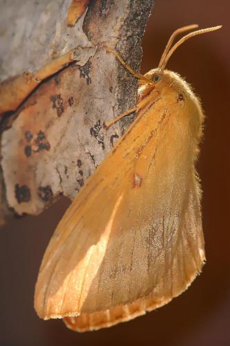 Lasiocampa quercus