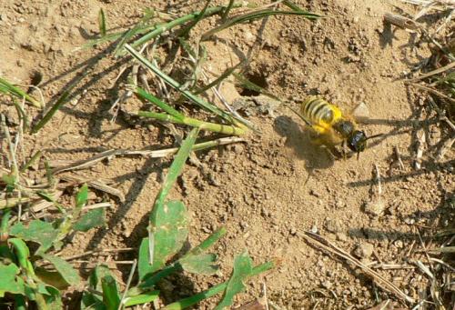 Réf. 12 058 : Halictus scabiosae