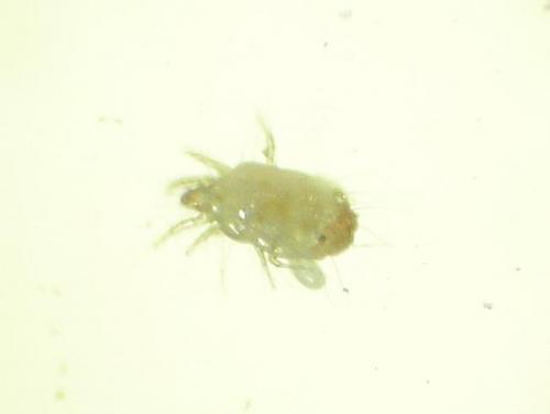 Réf. 12 722 : Tyrophagus putrescentiae