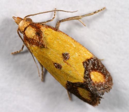 Agapeta zoegana