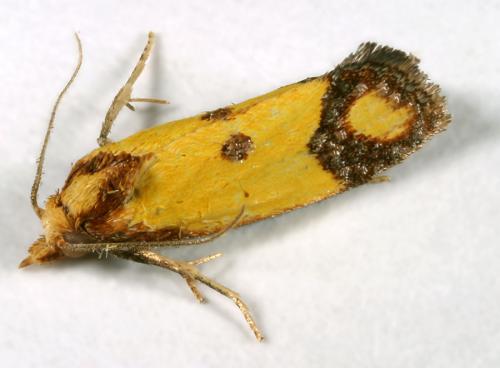Réf. 12 762 : Agapeta zoegana
