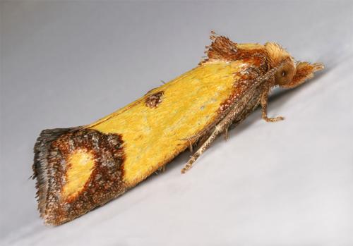Réf. 12 765 : Agapeta zoegana