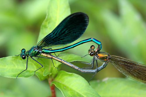 Calopteryx virgo