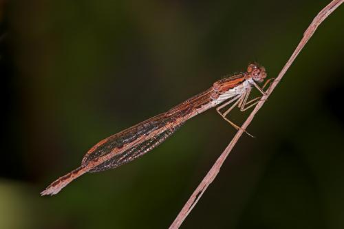 Réf. 12 988 : Sympecma fusca