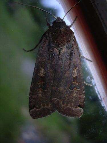 Noctua pronuba