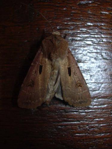 Agrotis exclamationis