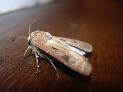 Réf. 12 279 : Agrotis exclamationis