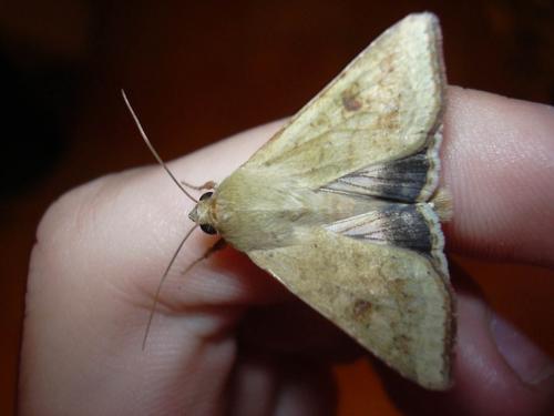 Heliothis sp.