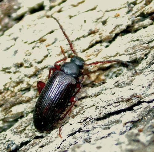 Allecula morio