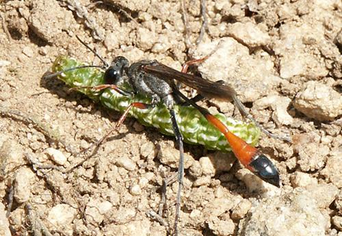Réf. 12 777 : Ammophila heydeni