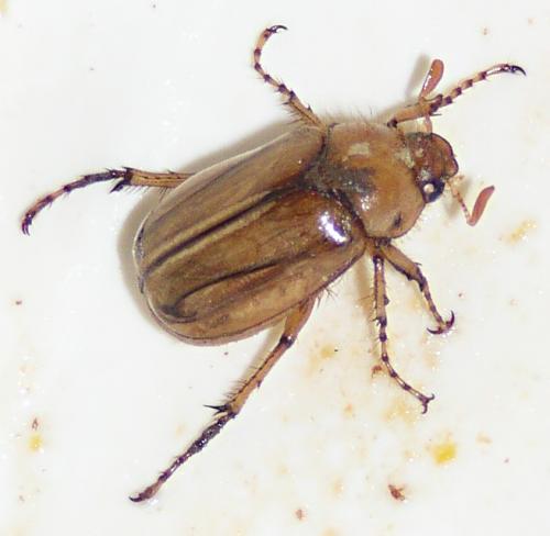 Rhizotrogus marginipes