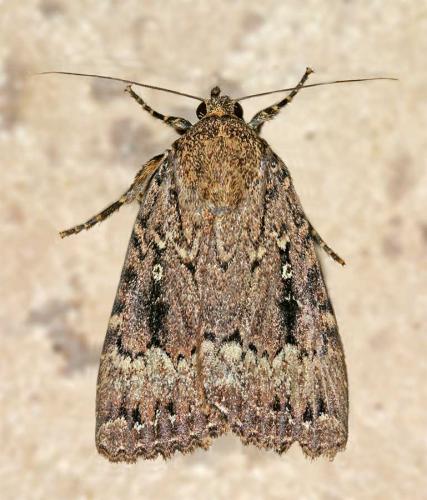 Réf. 12 845 : Amphipyra sp.