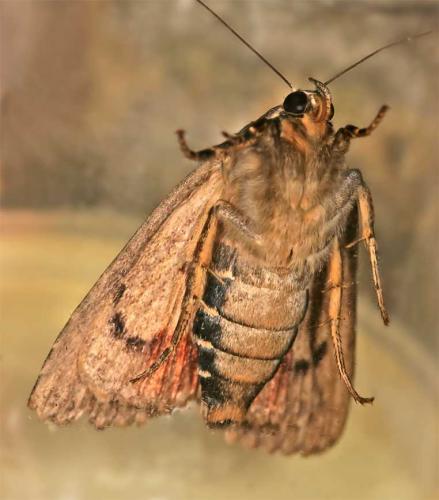 Réf. 12 846 : Amphipyra sp.
