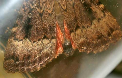 Amphipyra sp.