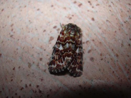 Réf. 12 283 : Anarta myrtilli