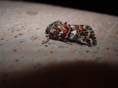 Réf. 12 284 : Anarta myrtilli