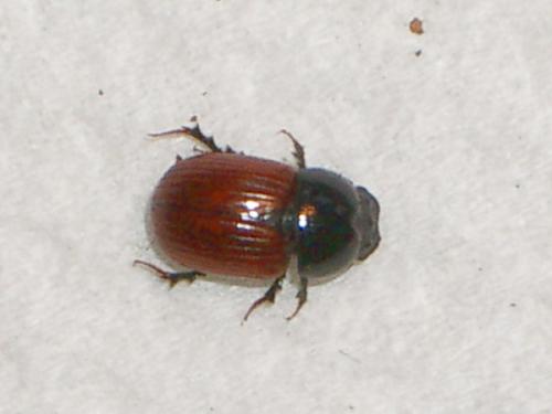 Aphodius sp.