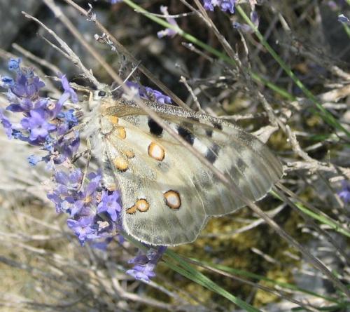 Parnassius apollo
