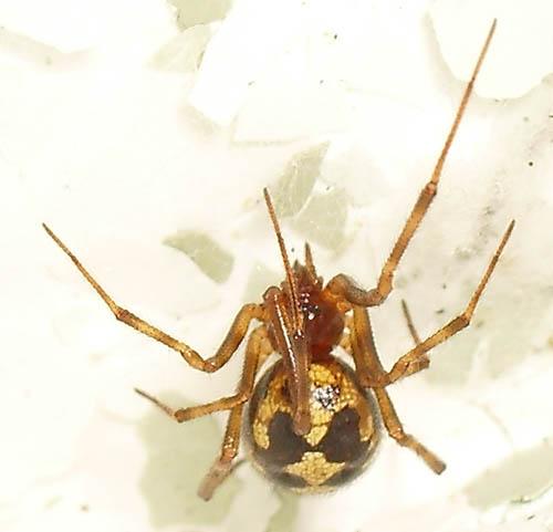 Réf. 12 407 : Steatoda triangulosa