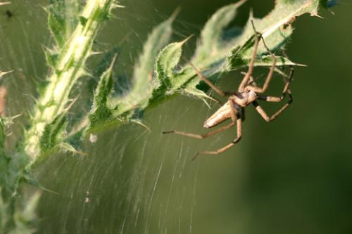 Pisaura mirabilis