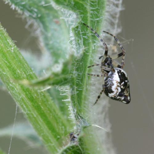Cyclosa sp.
