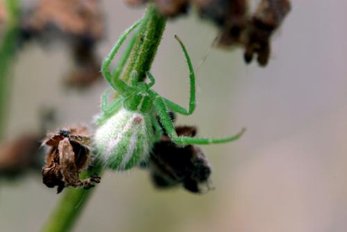 Heriaeus oblongus