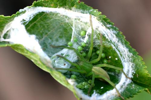 Micrommata virescens