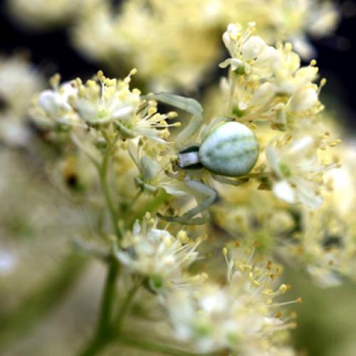 Misumena vatia