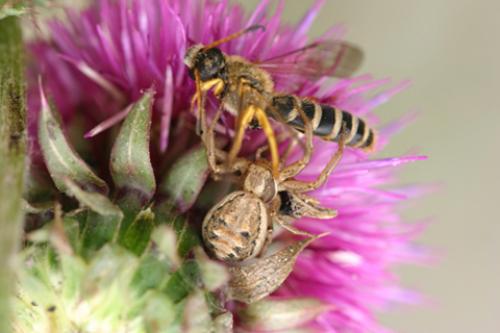 Xysticus sp.