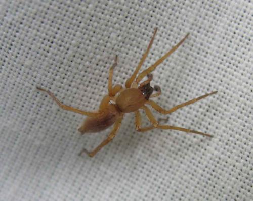 Réf. 12 998 : Clubiona sp.