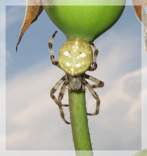 Araneus quadratus