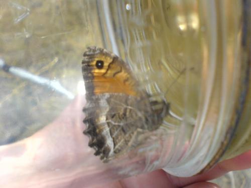 Arethusana arethusa