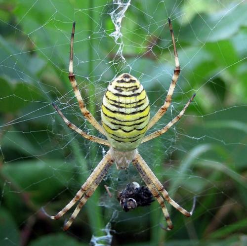 Réf. 12 169 : Argiope bruennichi