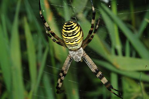 Réf. 12 224 : Argiope bruennichi