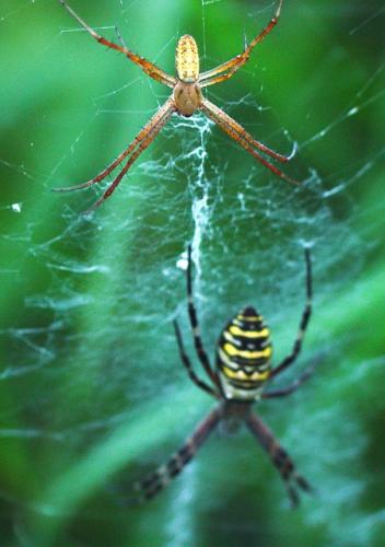 Argiope bruennichi