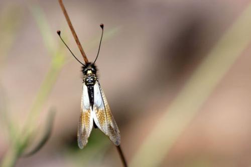Libelloides lacteus